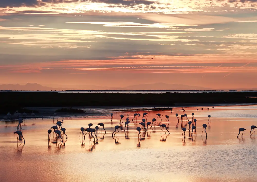 Profiter pour venir voir un couché du soleil accompagné de flamants roses lors de votre passage pour le permis bateau au Cercle Nautique by Cefom