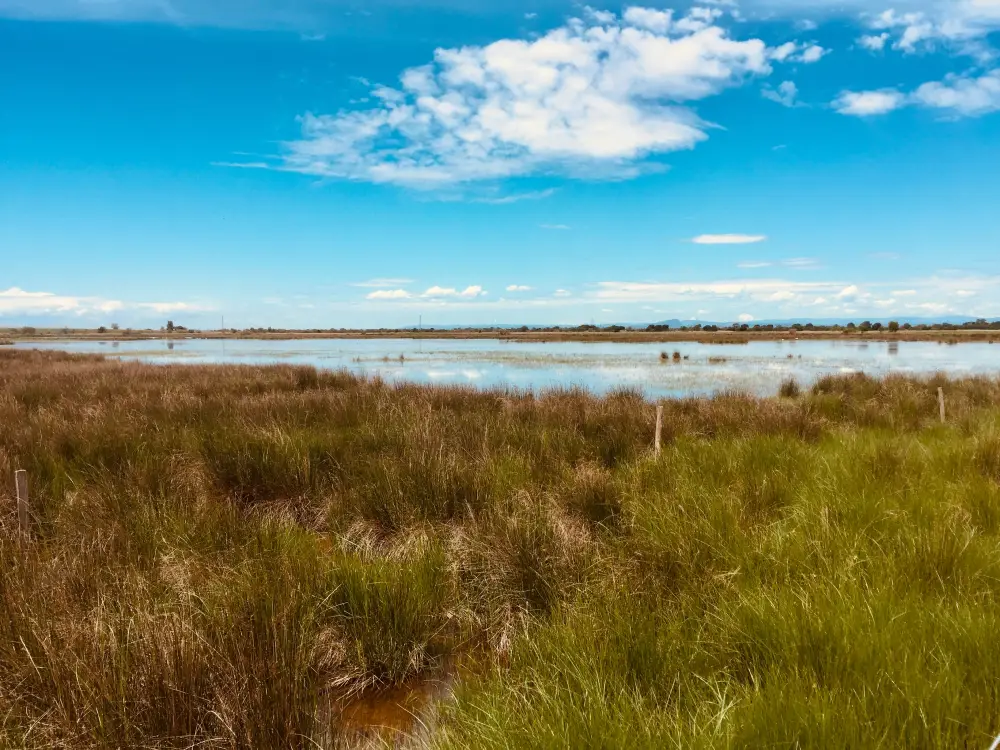 Découvrir nos beau paysage de Camargue proche du bateau école Cercle Nautique by Cefom